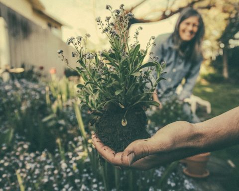 person showing green plant