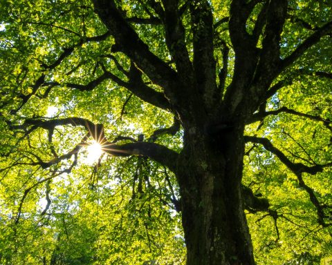 green-leafed tree at daytime