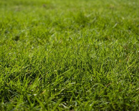 macro photography of green grass ground